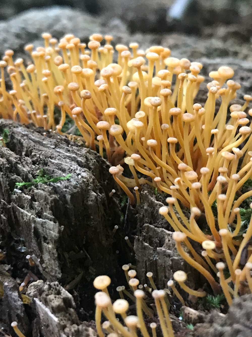真菌