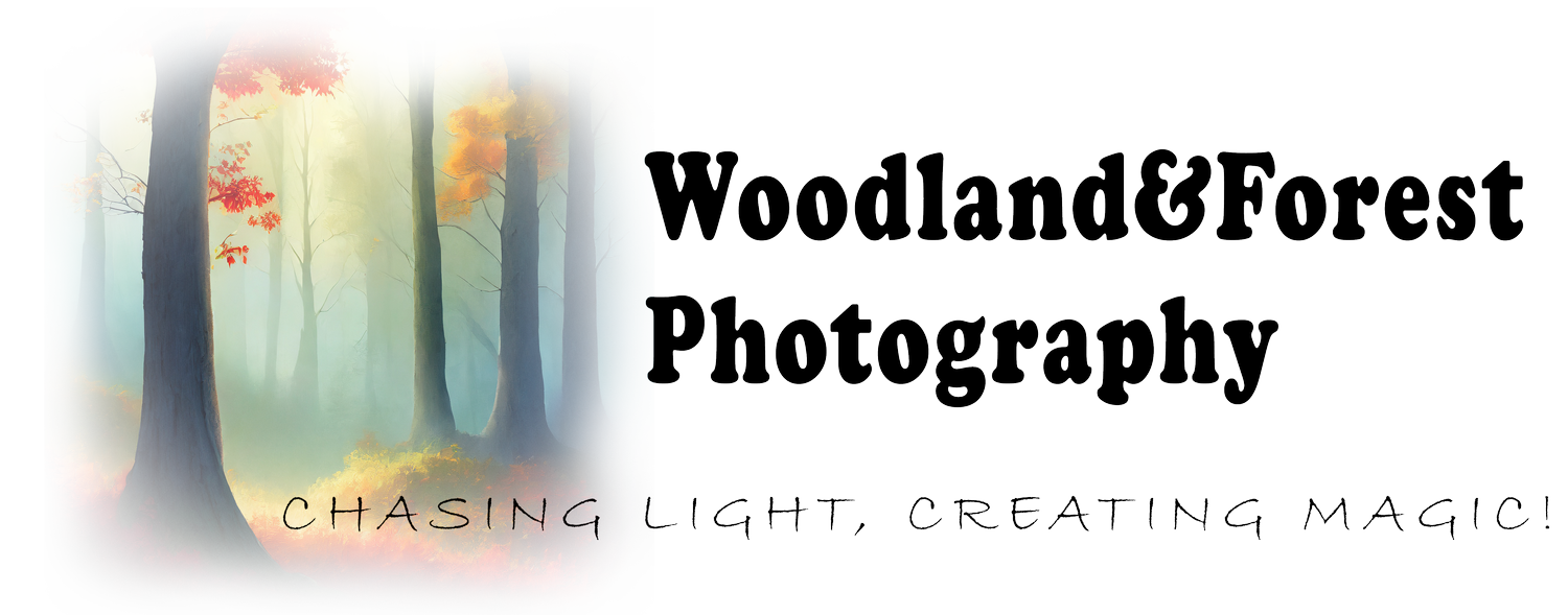 Woodland &amp; Forest Photography