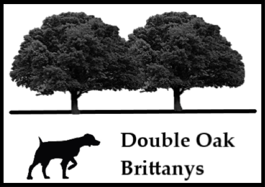 Double Oak Brittanys