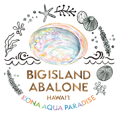 Big Island Abalone