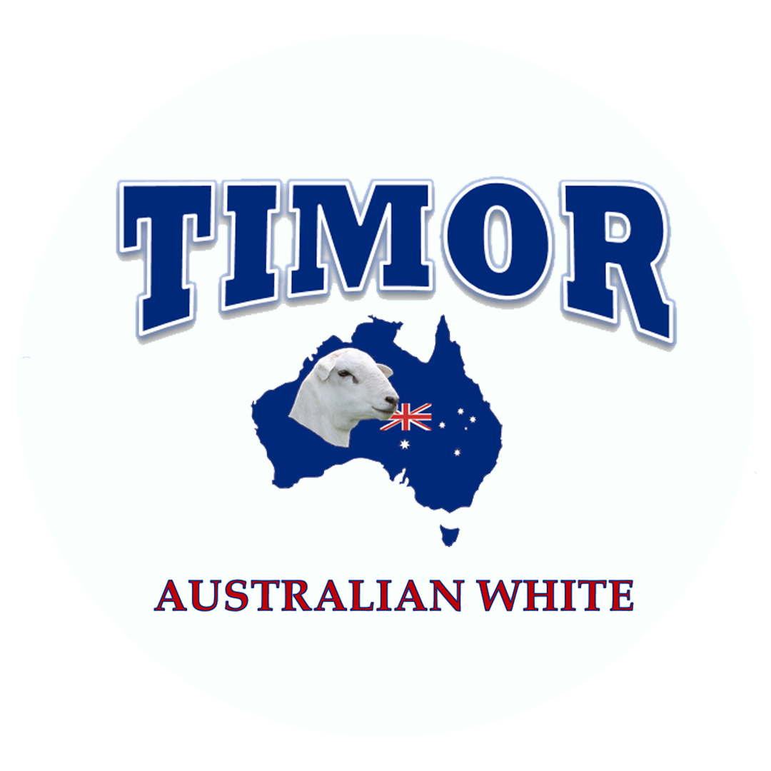 Timor Australian White Stud
