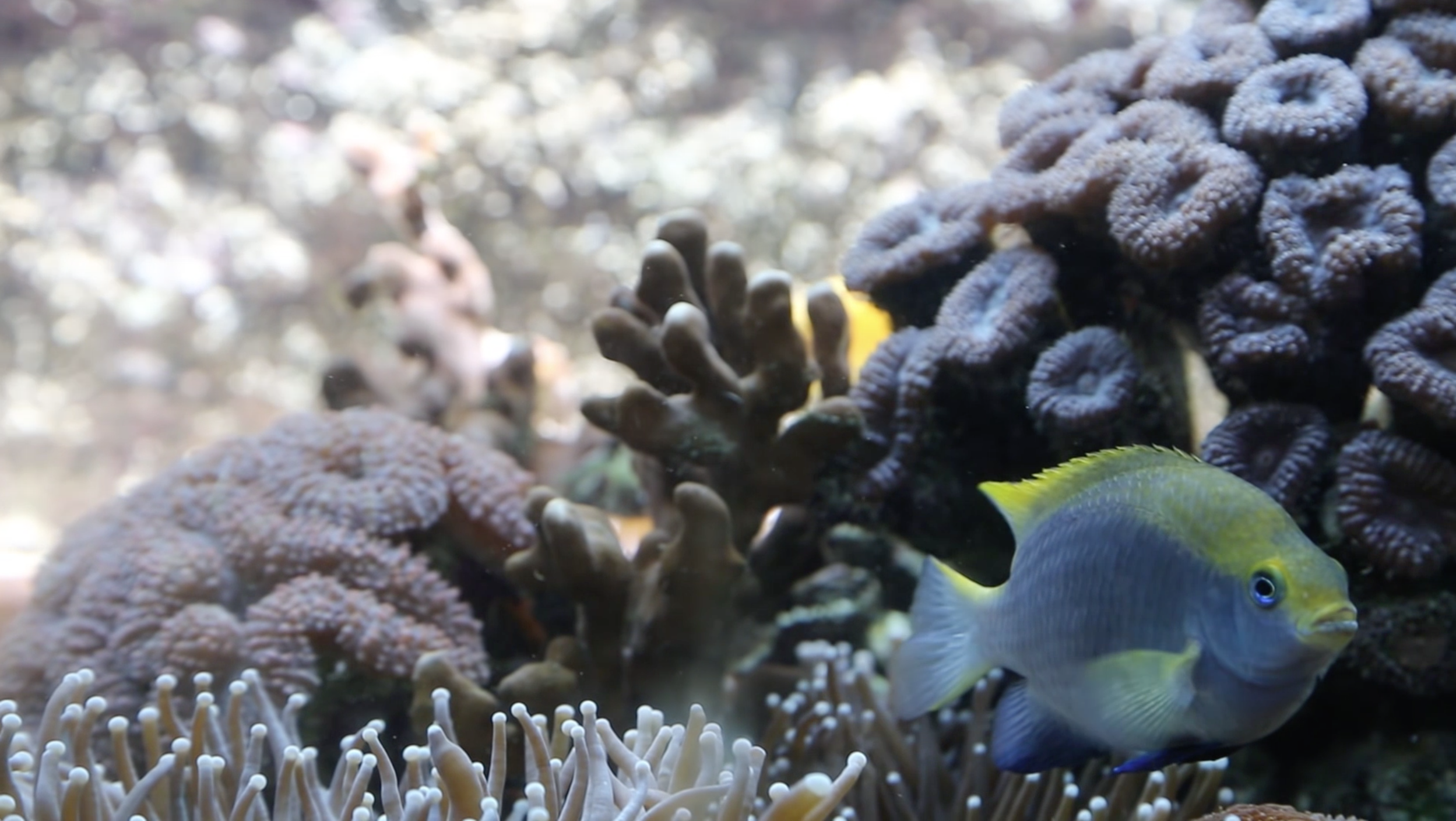 Fish in the Great Barrier Reef