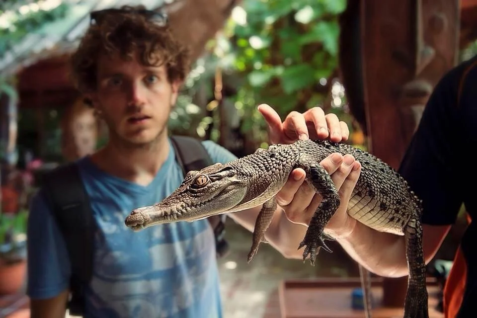 baby crocodile cairns