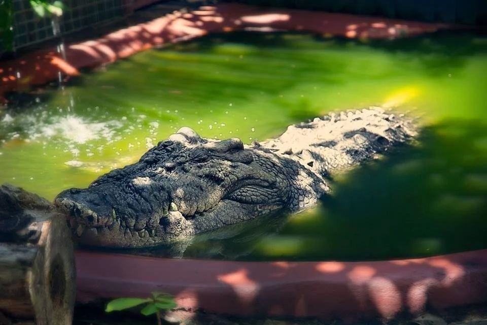 largest crocodile in the world
