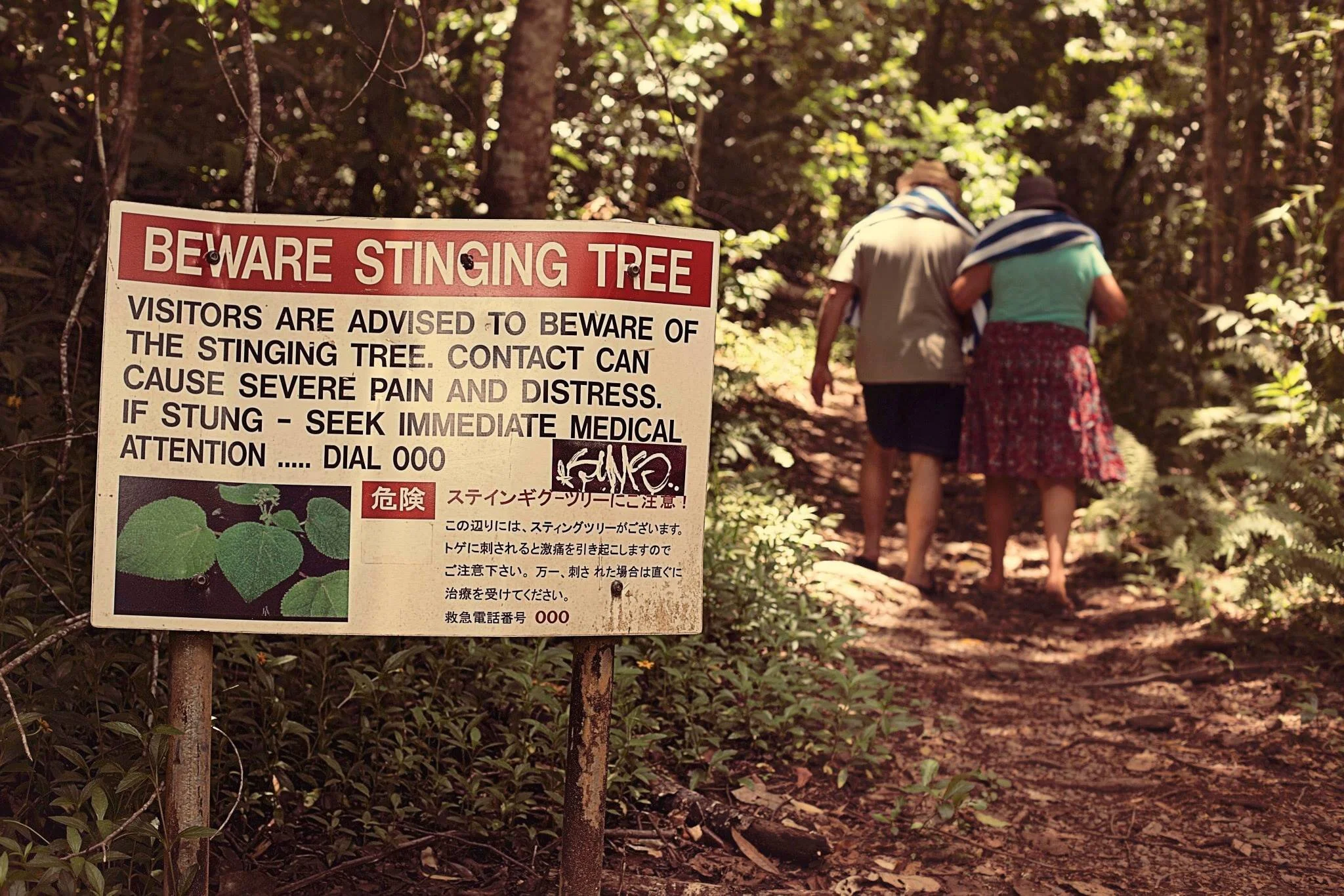 Tree warning in Cairns