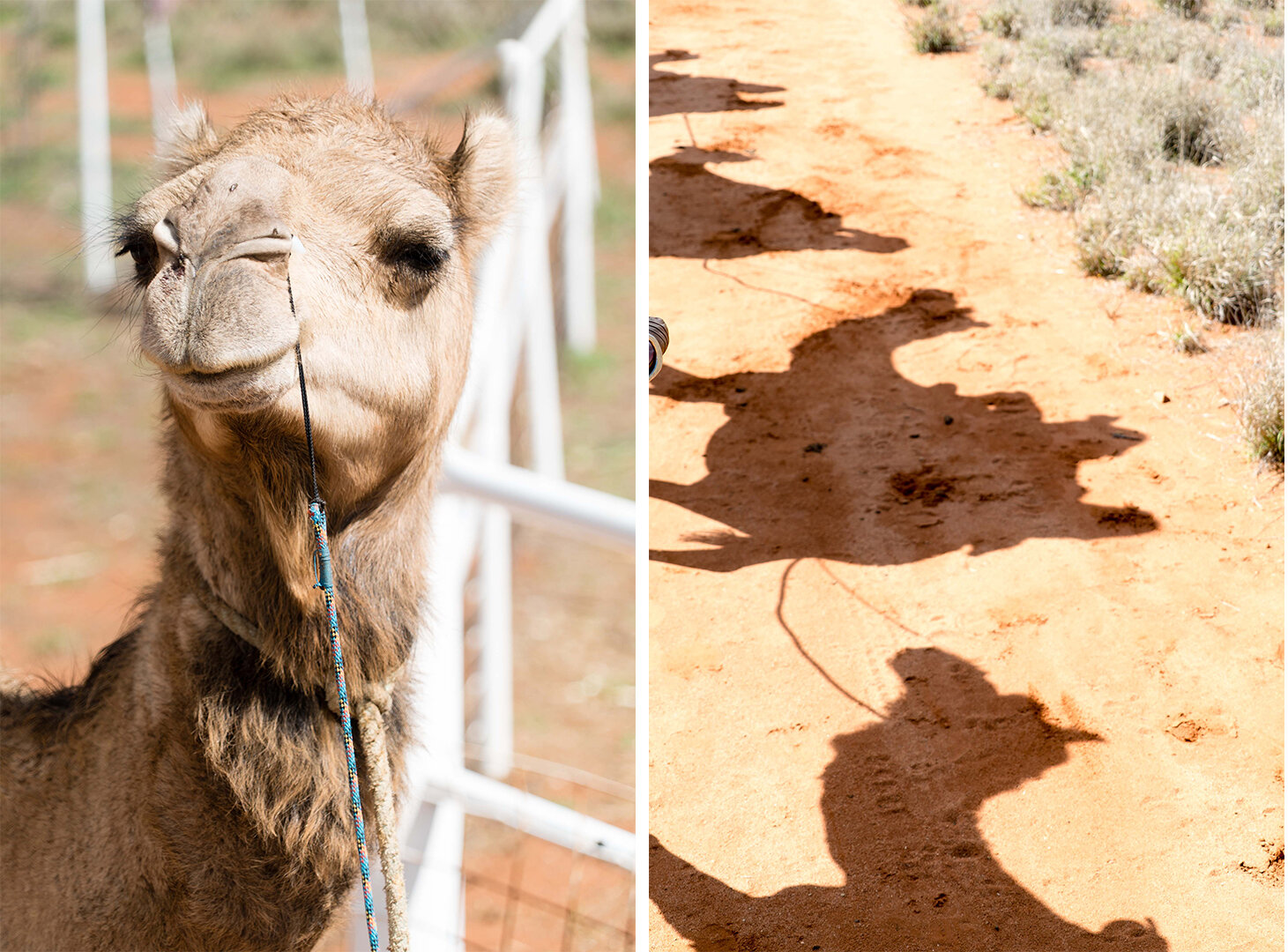 Two photos of camels - one close up and one shadow