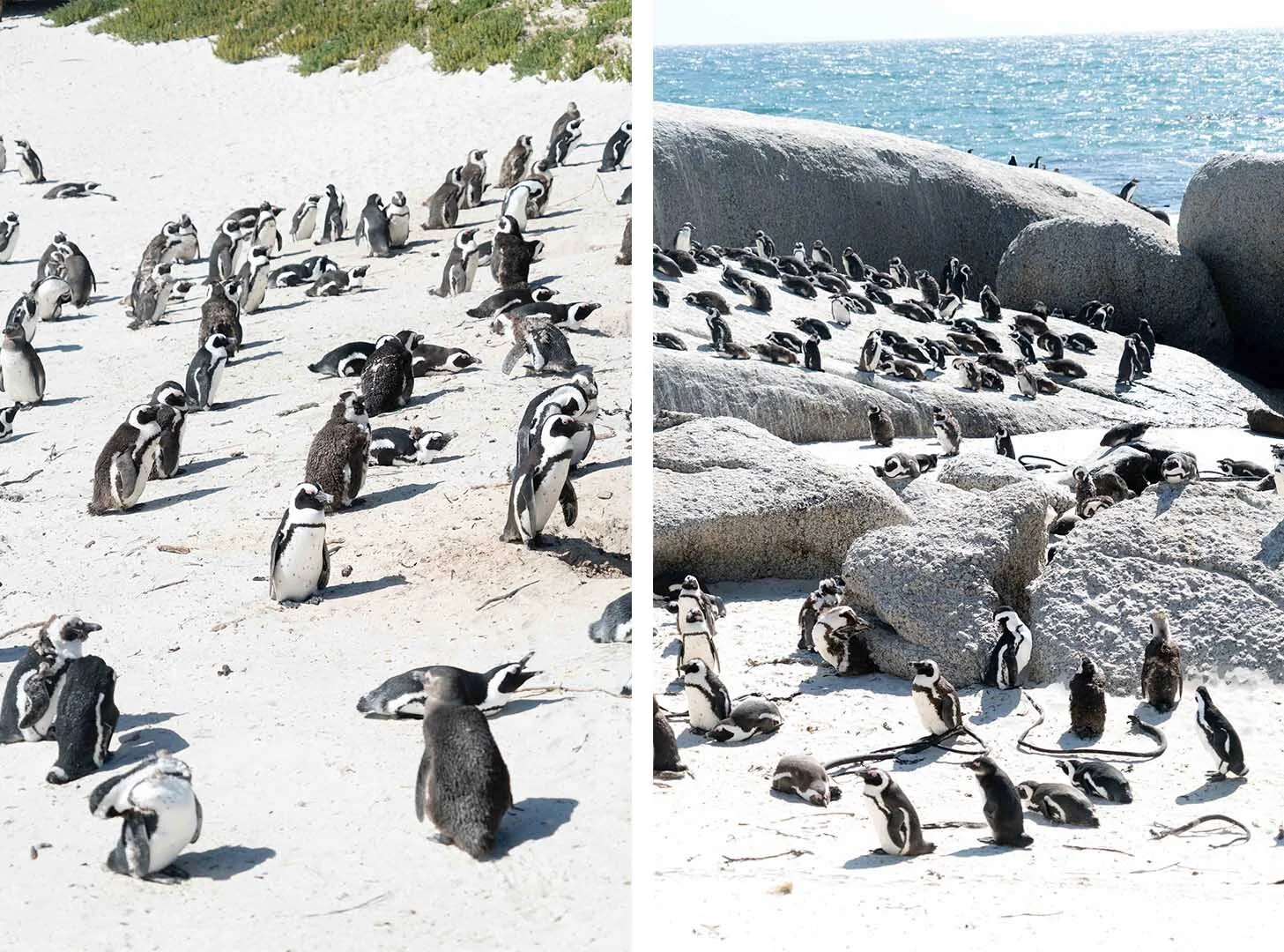 CAPE OF GOOD HOPE
