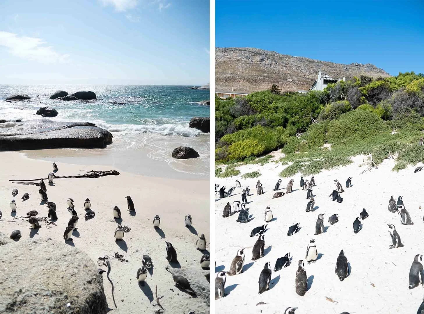 CAPE OF GOOD HOPE