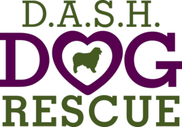 D.A.S.H. Dog Rescue