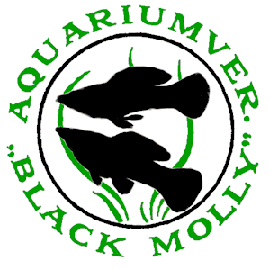 Aquarium- en terrariumvereniging Black Molly