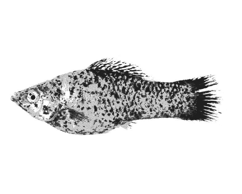 commonmolly