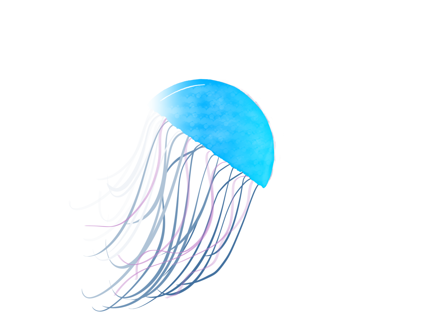 Jellyfish-Counselling