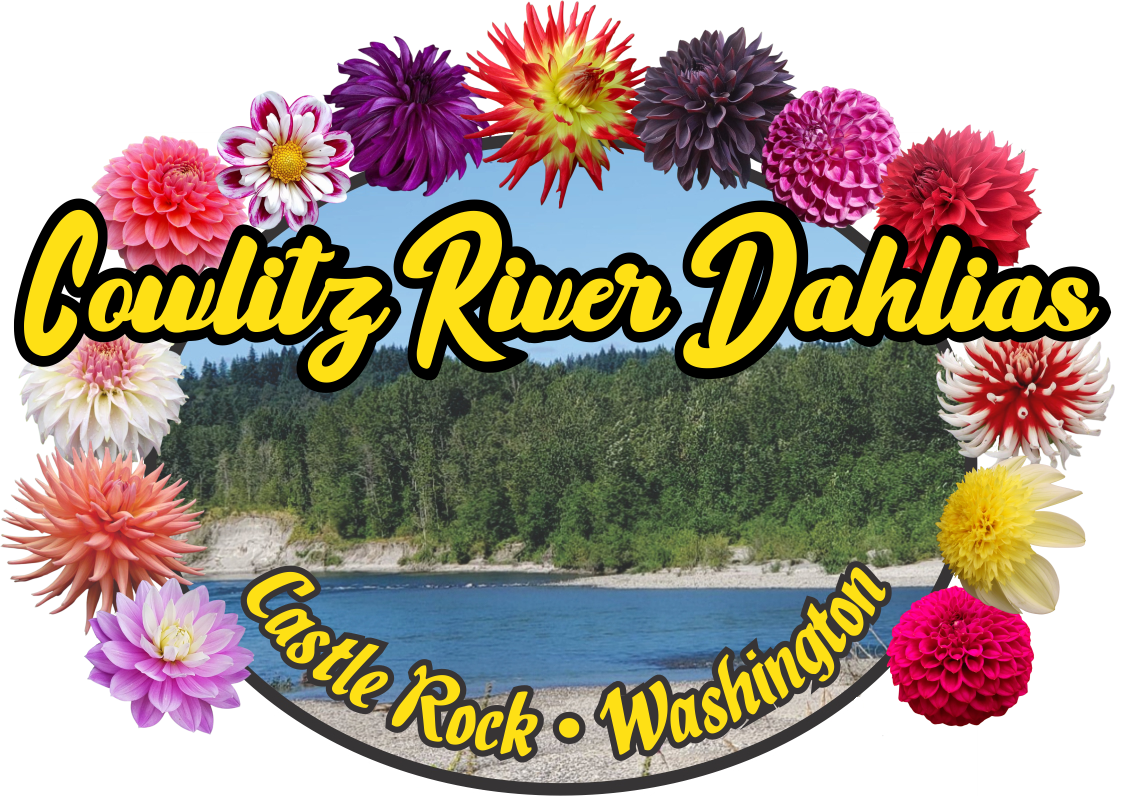 Cowlitz River Dahlias