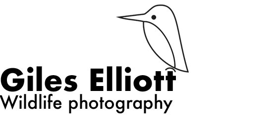 Giles Elliott - wildlife photography