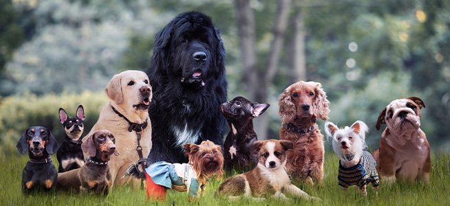 How IT Roles Are Like Dog Breeds