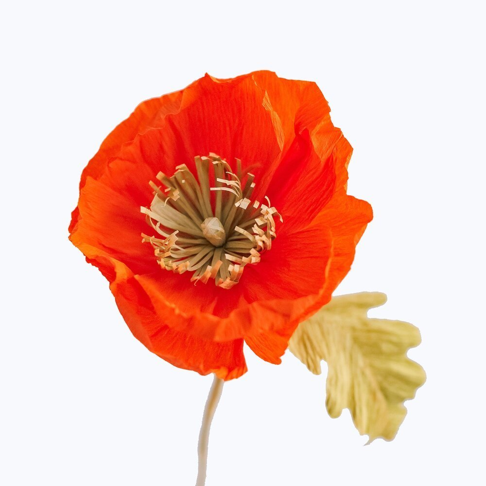 Citrus Poppies Orange & Red Floral Wrapping Paper