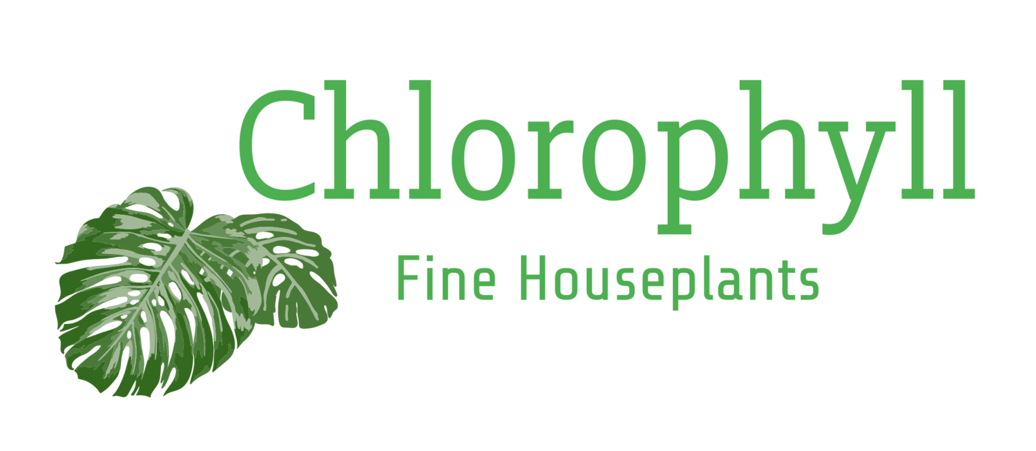 Chlorophyll Fine Houseplants