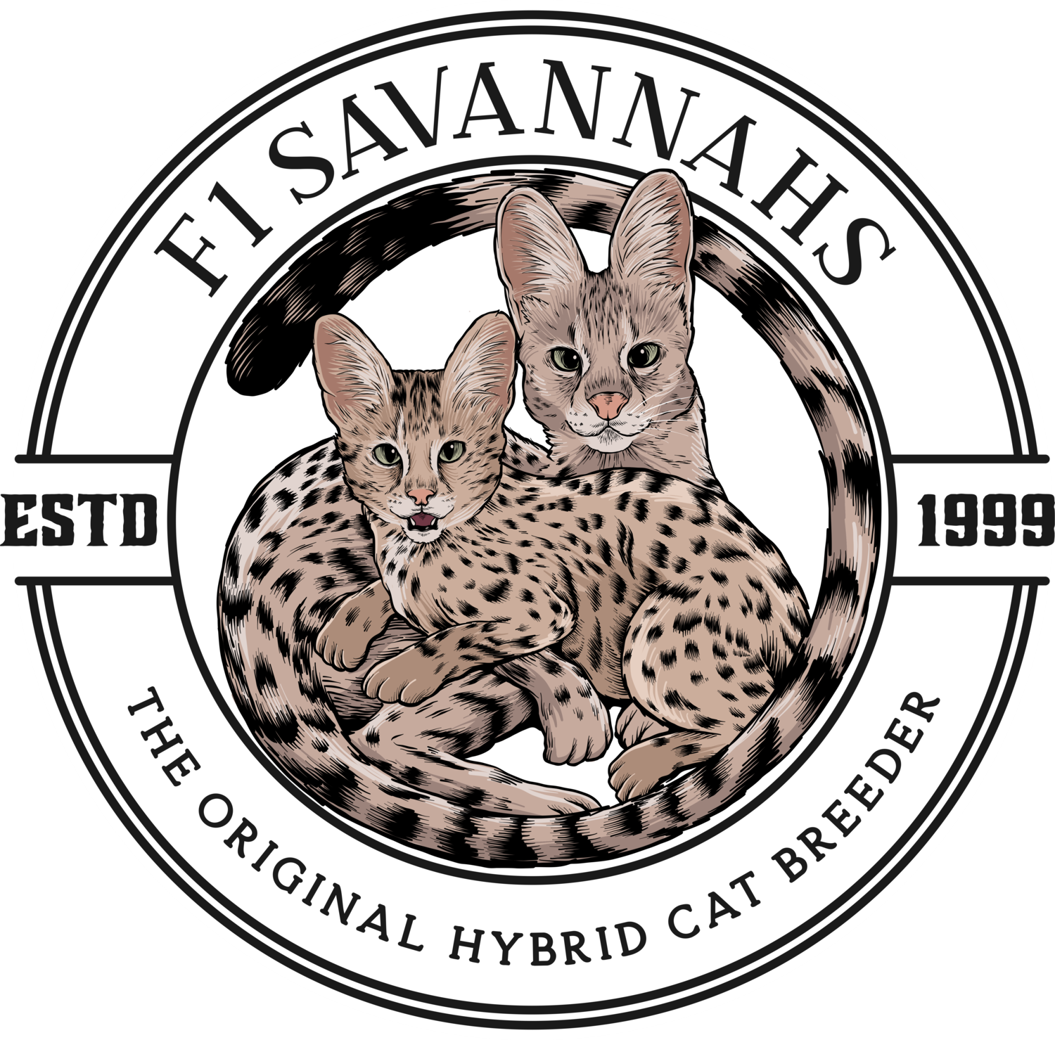 Savannah Cats For Sale