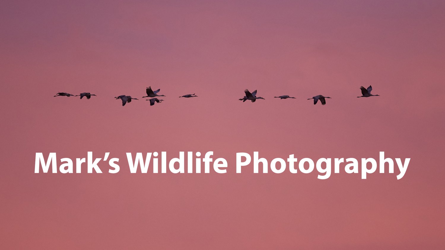 Mark&#39;s Wildlife Photography