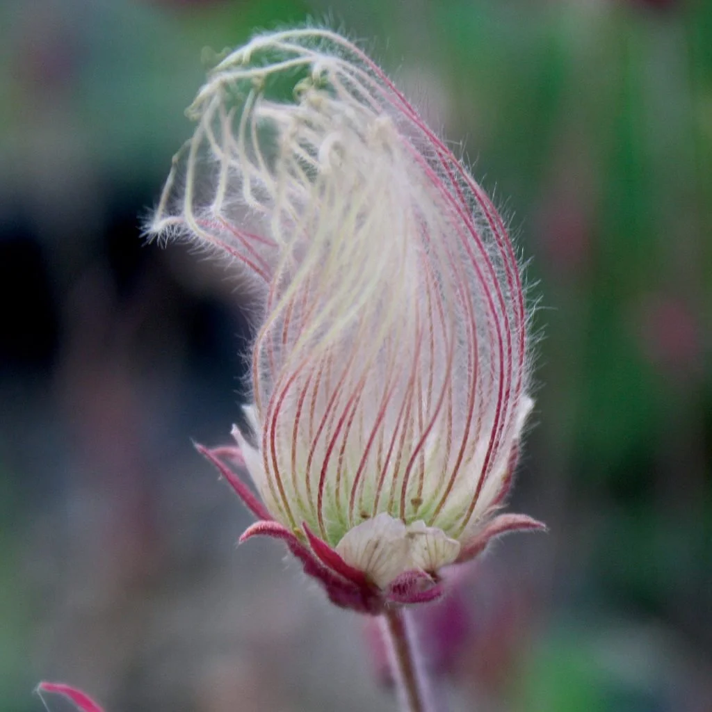 Geum triflorum