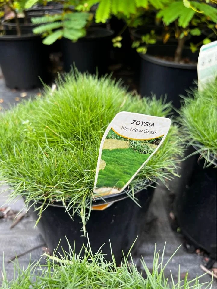 Nomo grass sale