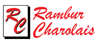 Rambur Charolais