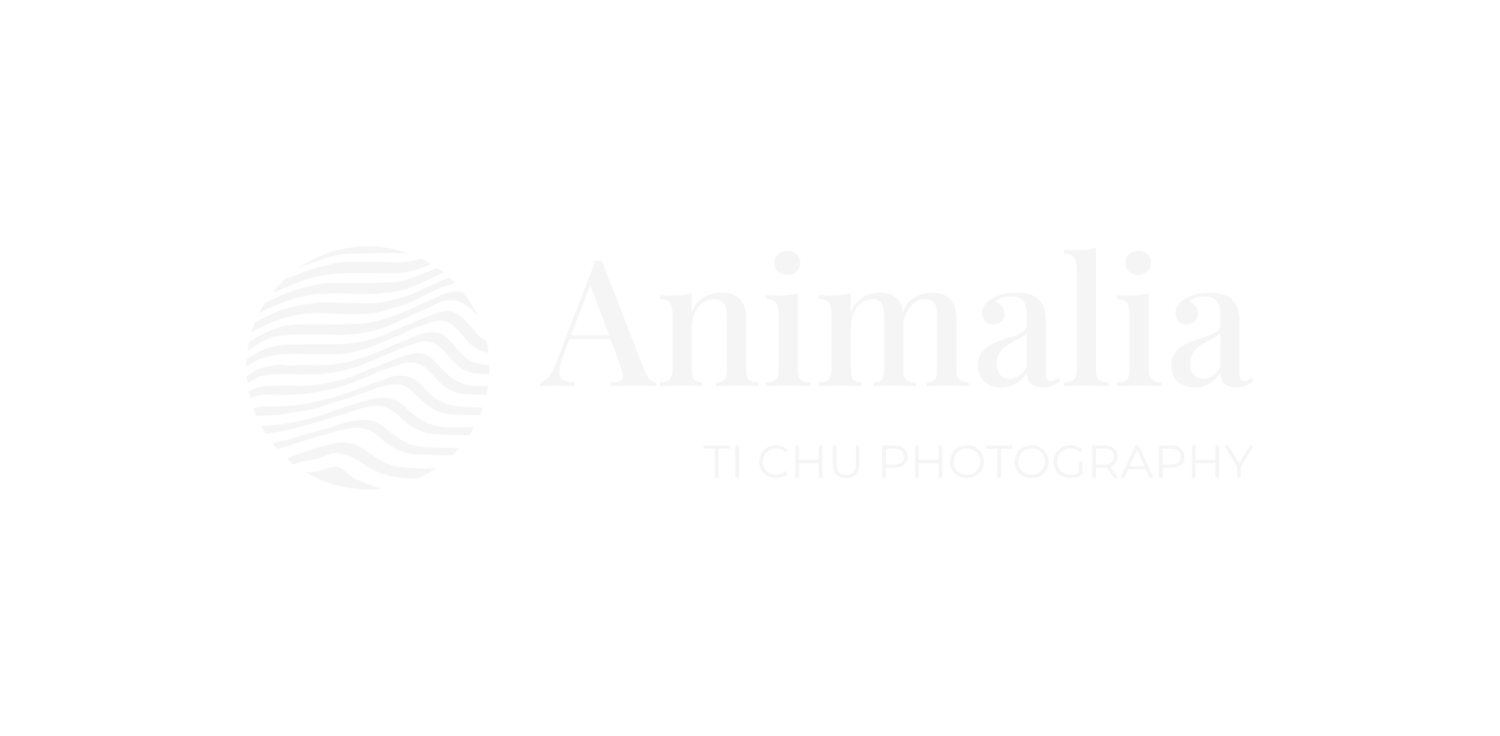 Animalia Ti Chu Photography