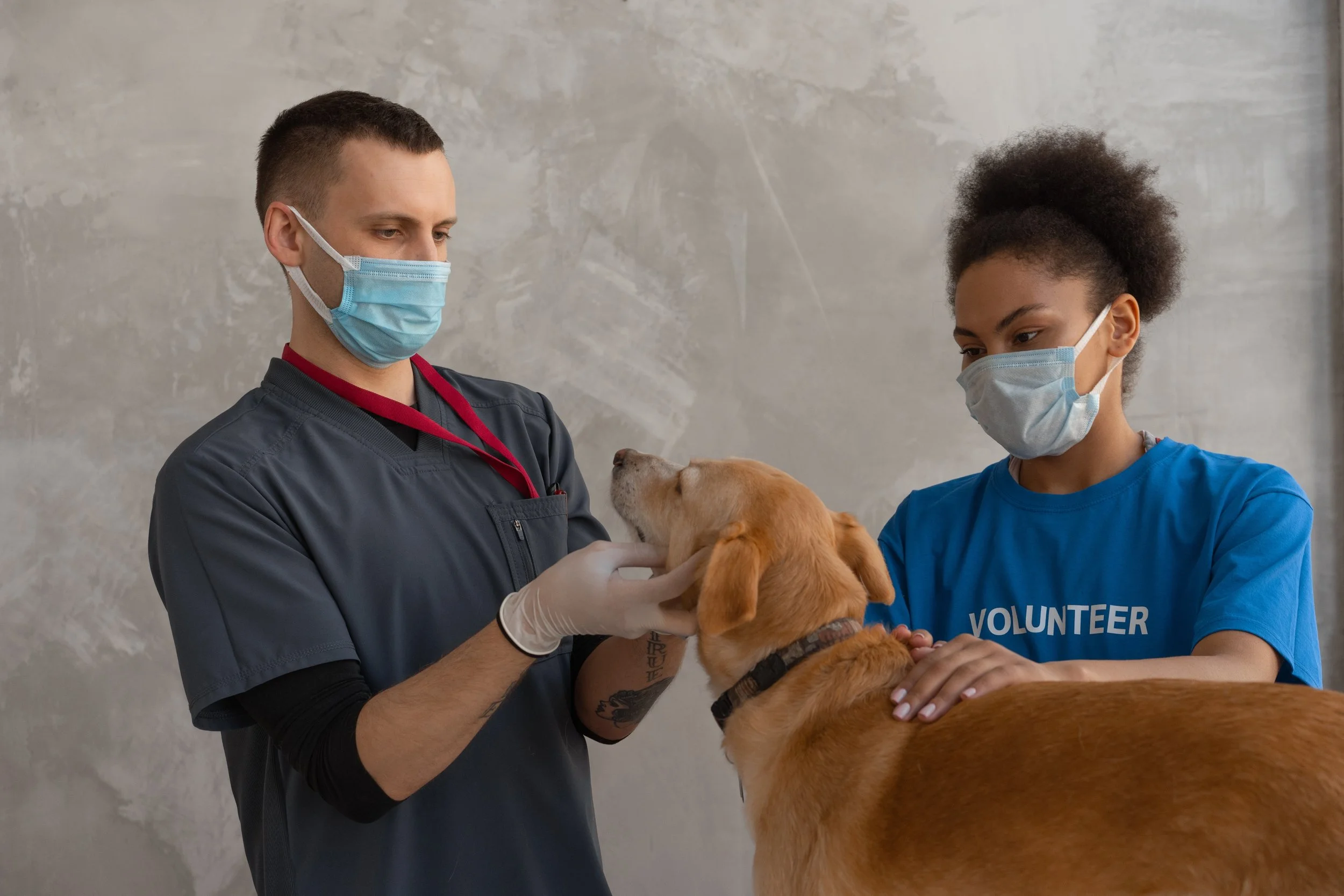 Veterinary Assistance Program