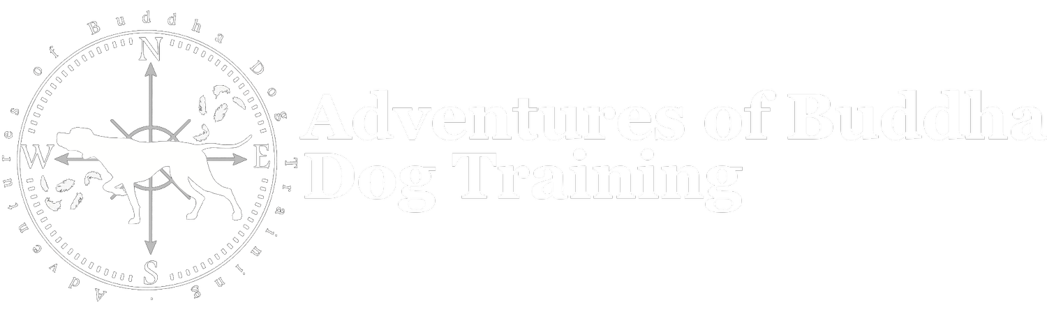 Adventures of Buddha Dog Training