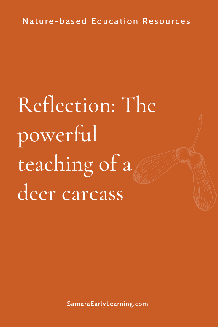 Reflection: The powerful teaching of a deer carcass