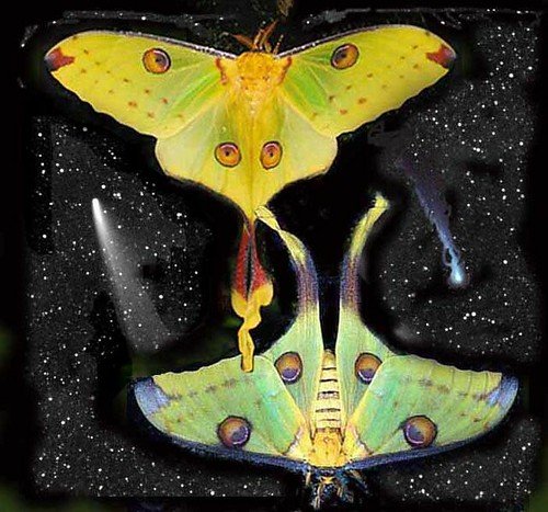 Luna Moth Magic