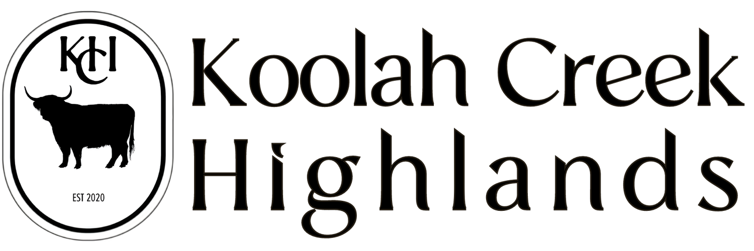 Koolah Creek Highland Cattle