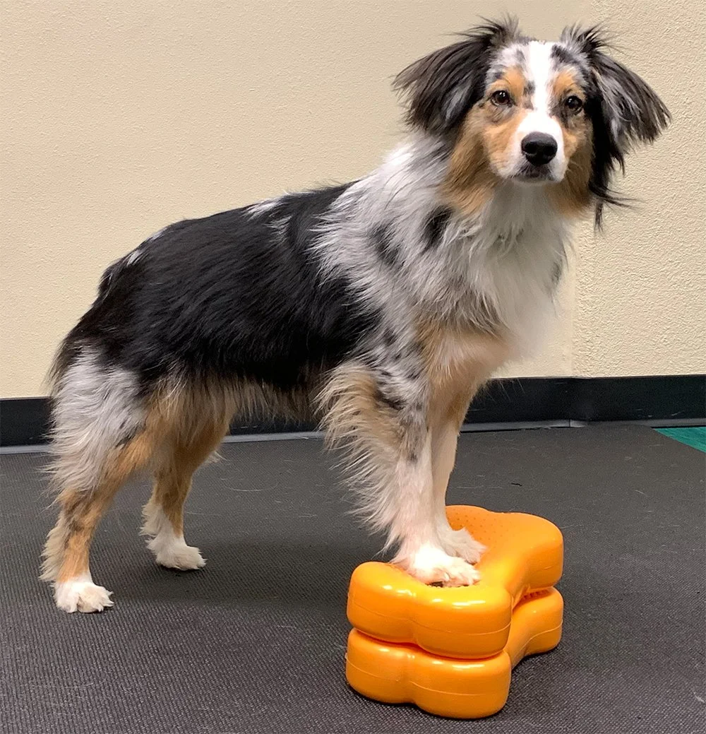 FitPaws K9FITbones Minis GEDK9