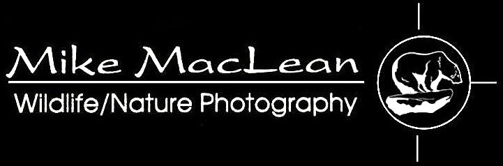 Mike MacLean Photographer 