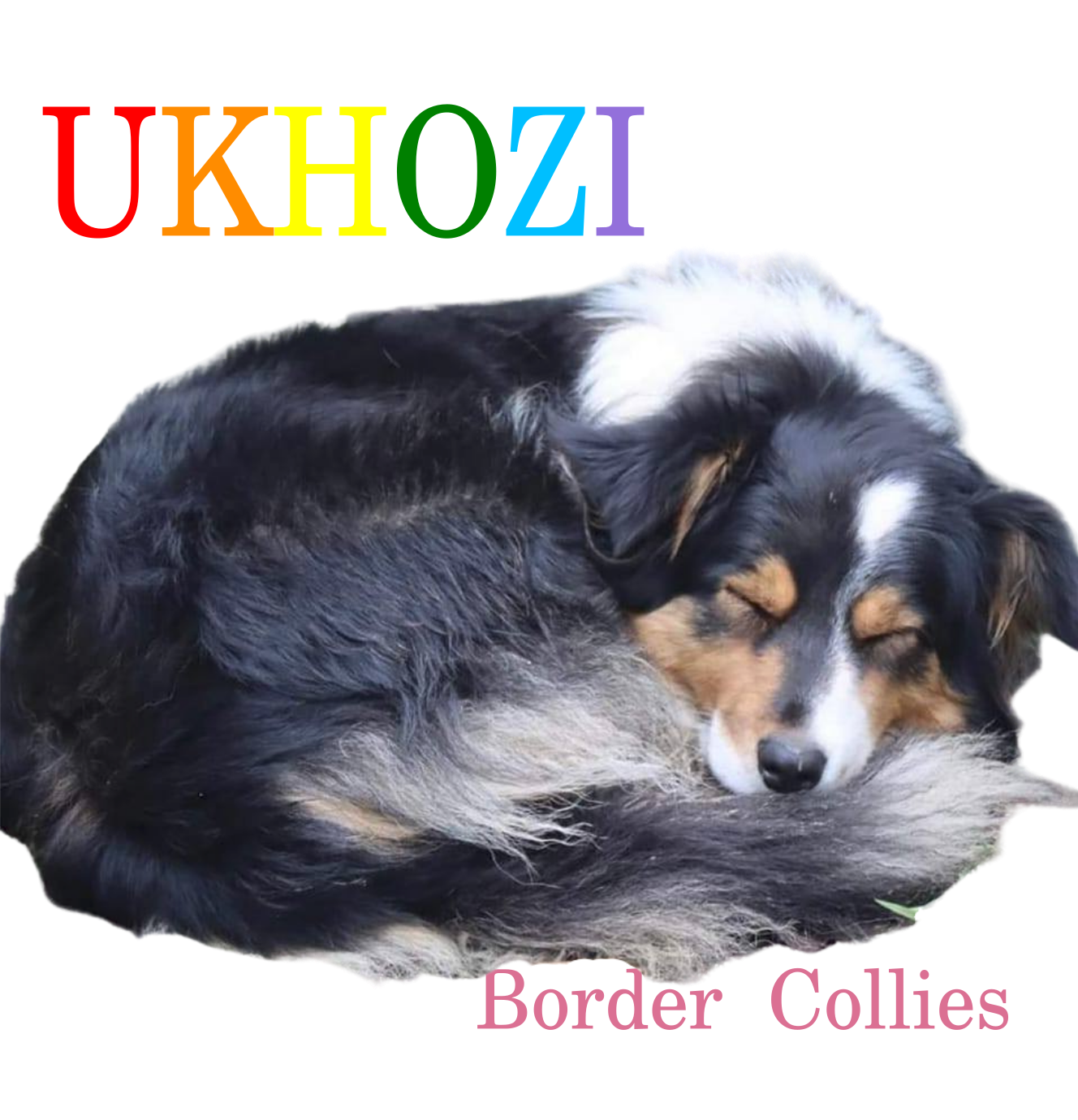 Ukhozi Border Collies