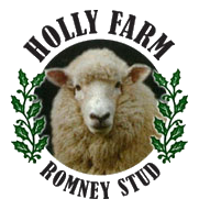 Holly Farm Romney Stud