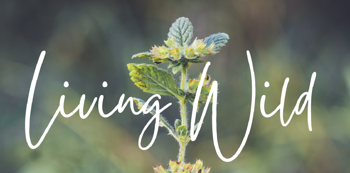 Living Wild UK Foraging Walks