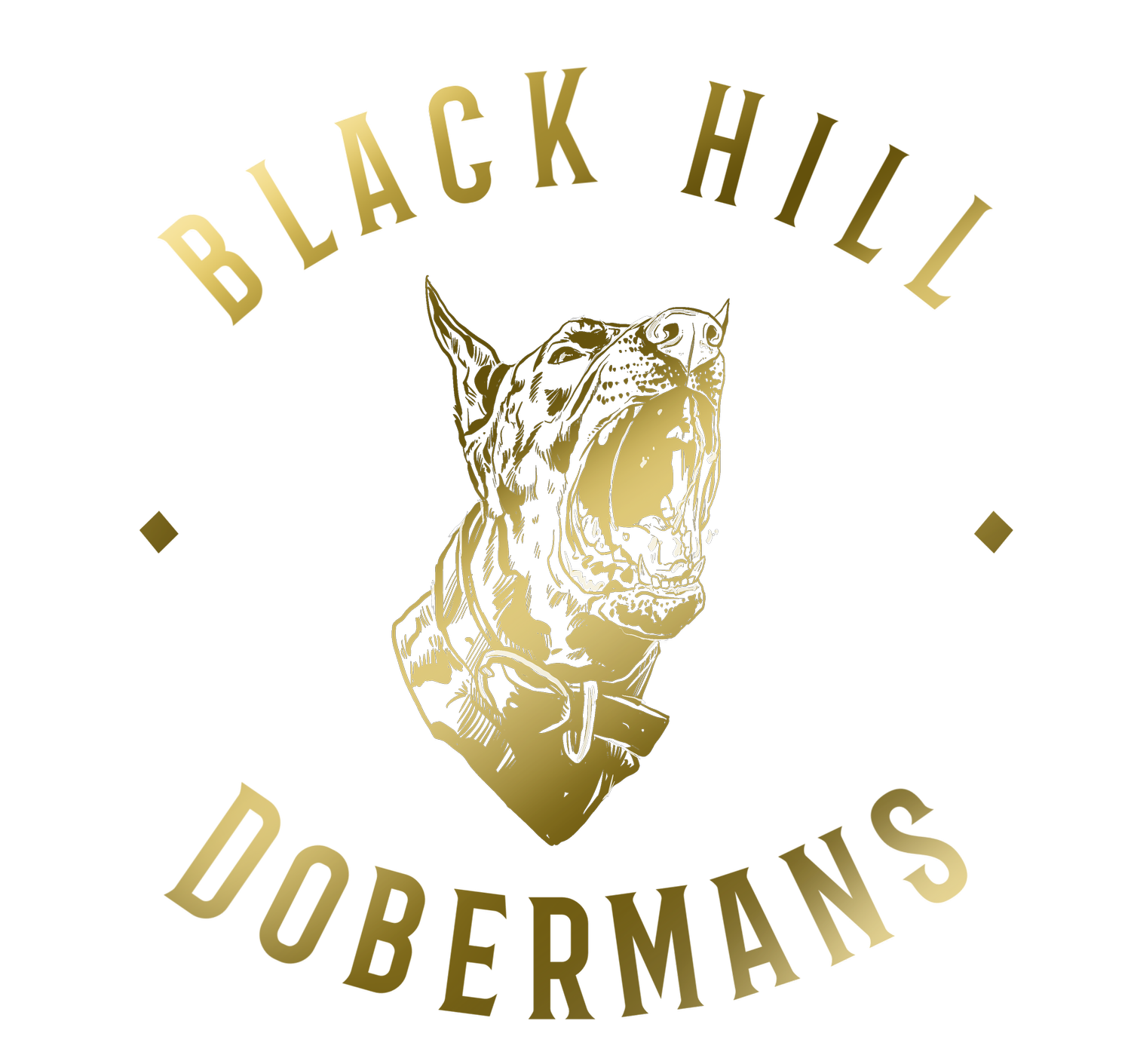 Black Hill Dobermans