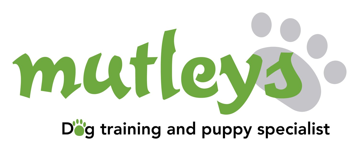 Mutleys Dog Training &amp; Puppy Specialist in Bristol