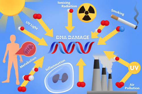 Where do free radicals come from?