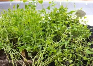 Greens growing