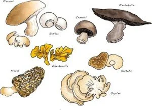 Mushrooms