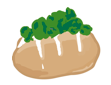 Potato