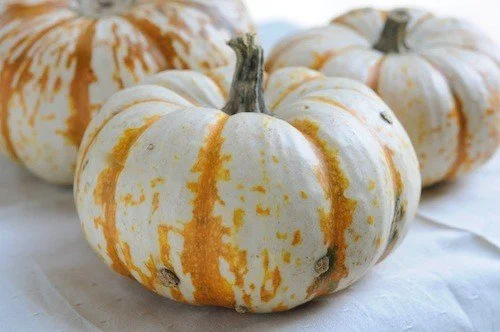 Pumpkin Fun