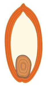 Wheat Kernel