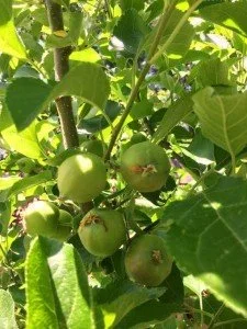 Apples on Tree