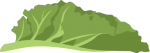 Curly Kale