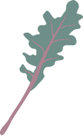 Russian Red Kale