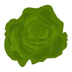 Lettuce