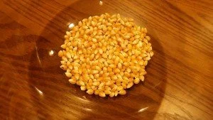 Popcorn Kernels